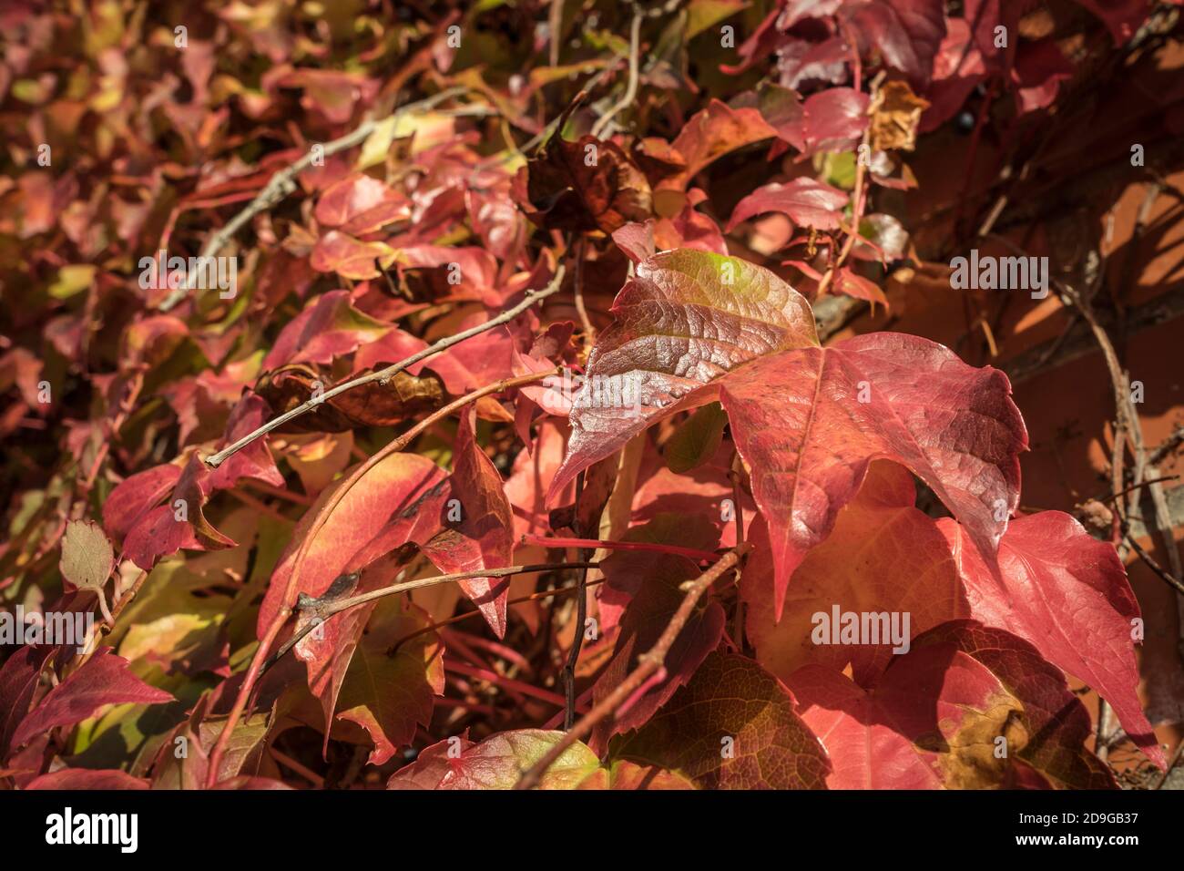 Muro con vino selvatico nella stagione autunnale. Foto Stock