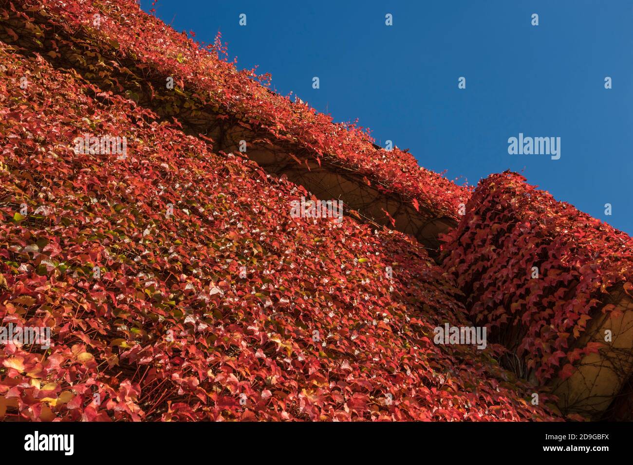 Muro con vino selvatico nella stagione autunnale. Foto Stock