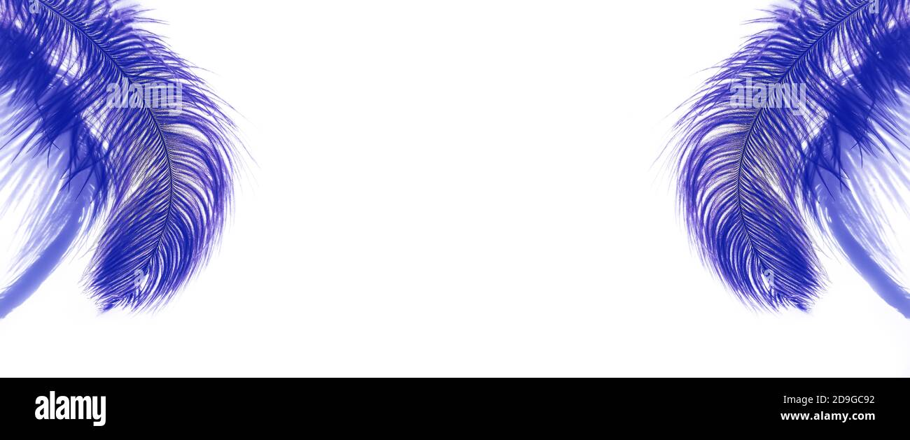 Piuma di struzzo e ombre su sfondo chiaro. Banner simmetrico. Foto Stock