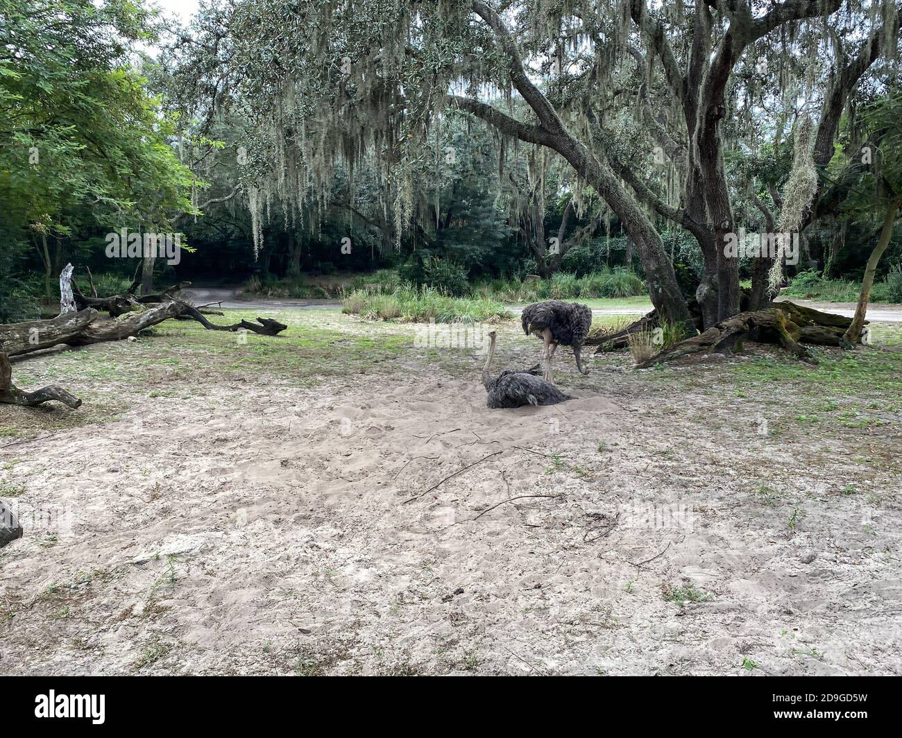 Due ostriches che si affacciano su uno zoo di Orlando, Florida. Foto Stock