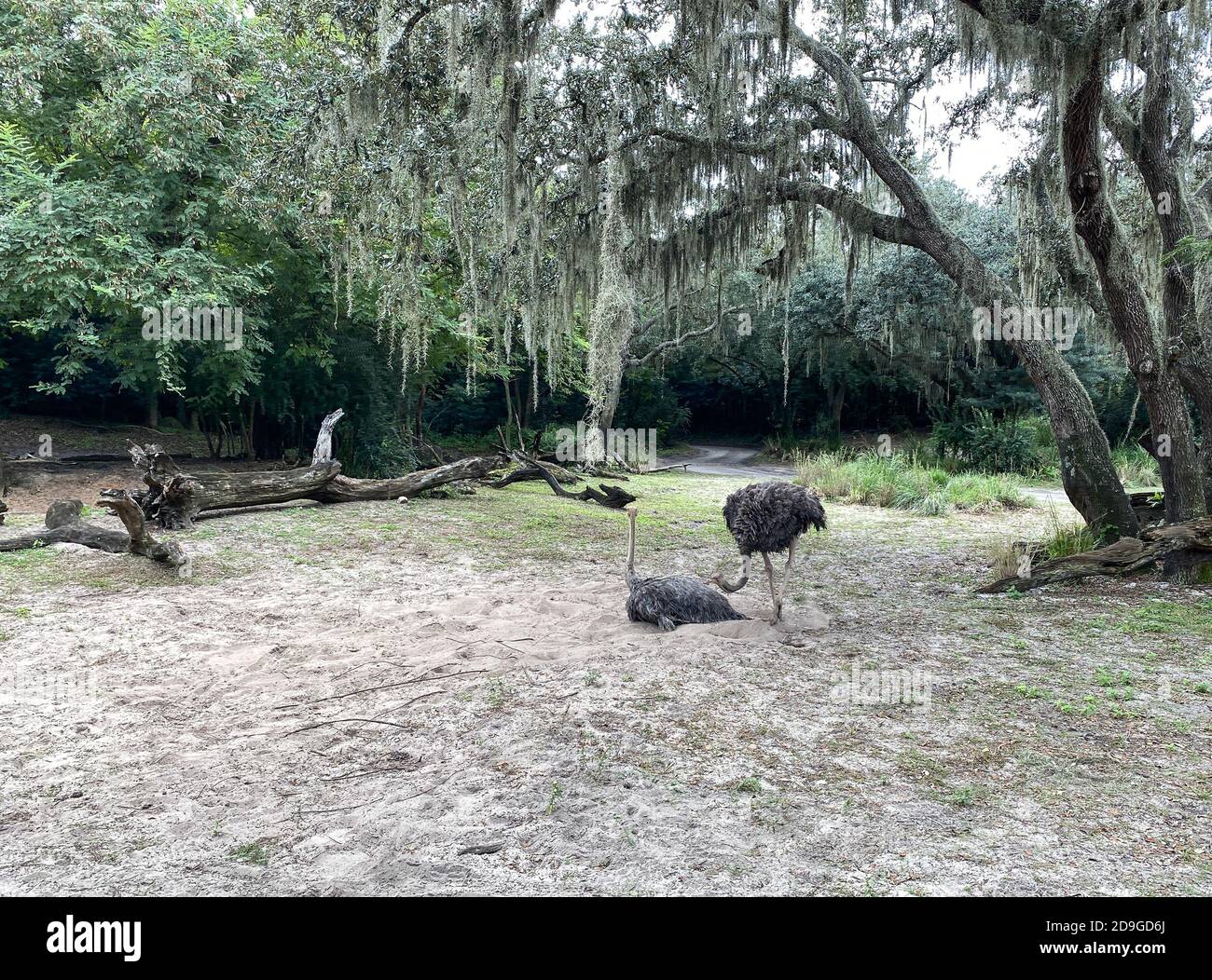 Due ostriches che si affacciano su uno zoo di Orlando, Florida. Foto Stock