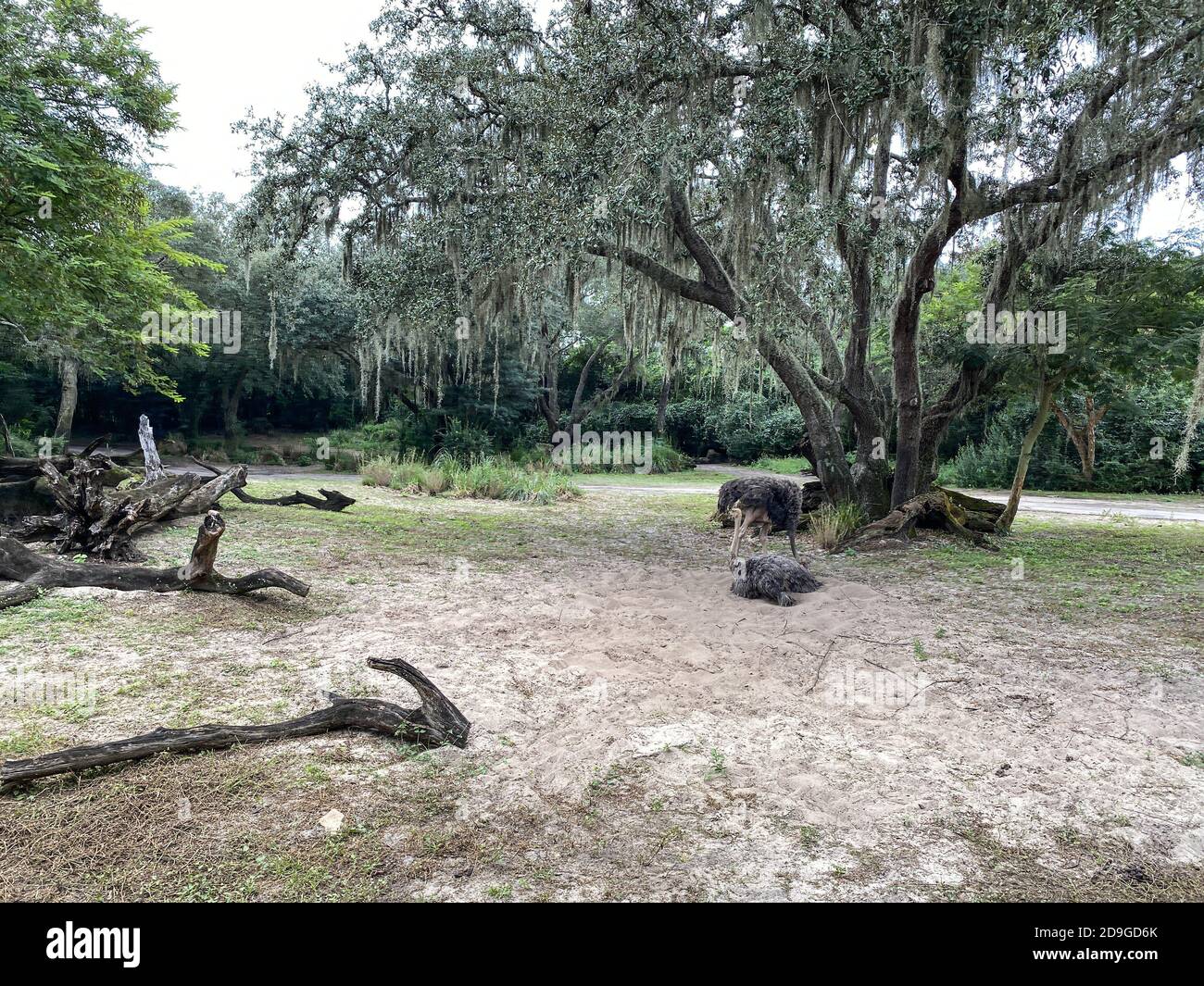 Due ostriches che si affacciano su uno zoo di Orlando, Florida. Foto Stock