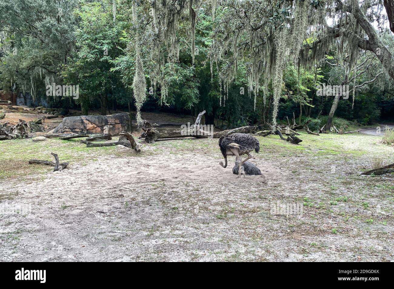 Due ostriches che si affacciano su uno zoo di Orlando, Florida. Foto Stock