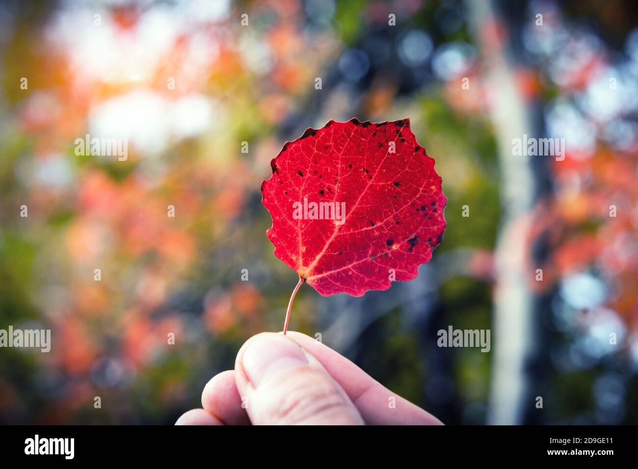 Foglia d'autunno rossa in mano sullo sfondo della foresta arancione. Concetto di stagioni naturali Foto Stock