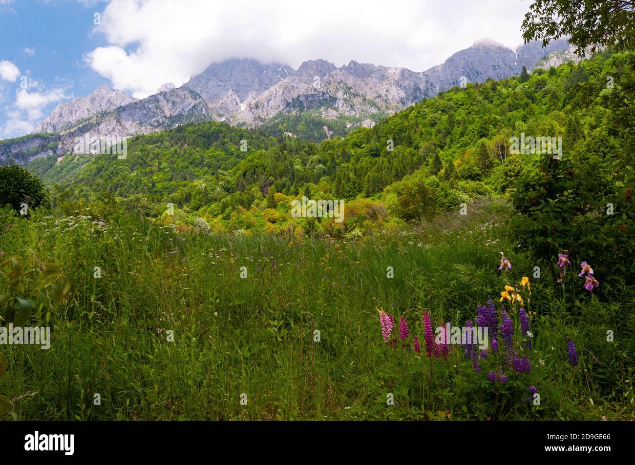 Alpi Carniche nei pressi di Pesariis, Friuli-Venezia Giulia, Italia Foto Stock