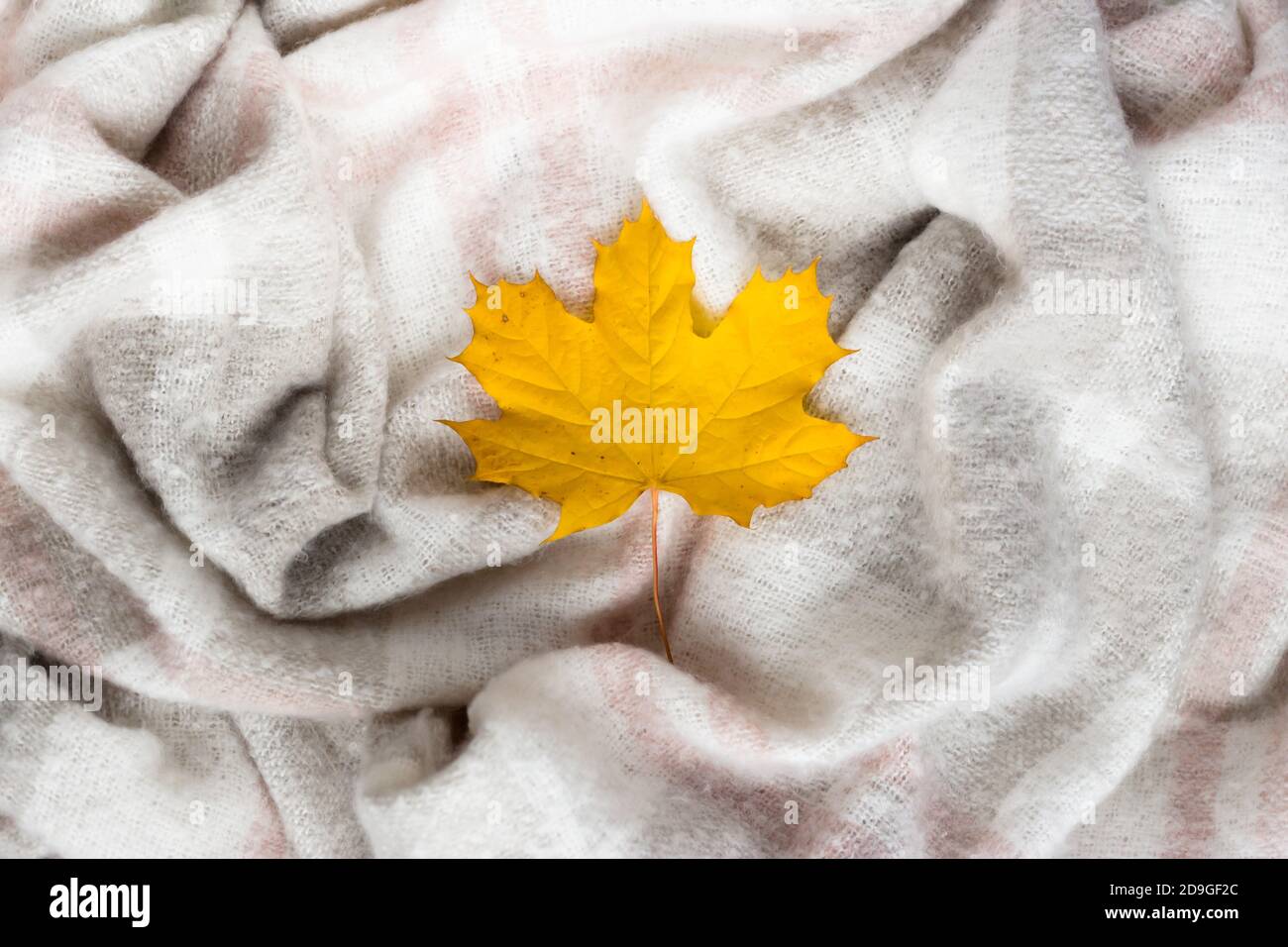 Foglia d'acero autunnale su coperta di lana grigia sbriciolati. Tessuto morbido e caldo sminuzzato in pieghe. Texture Foto Stock