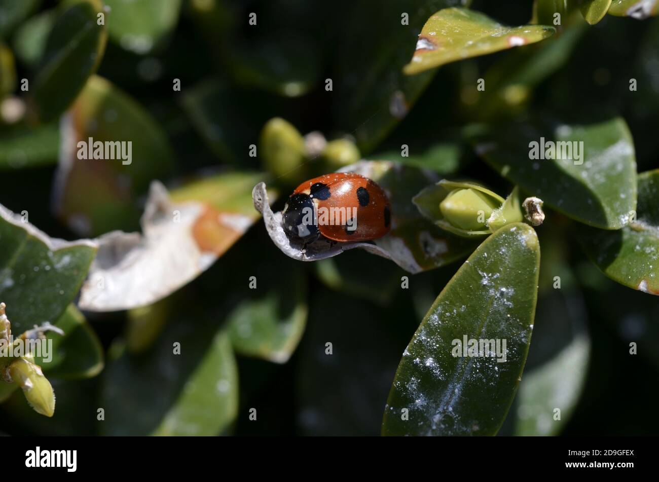 Primo piano di un simpatico ladybug su un verde foglia Foto Stock