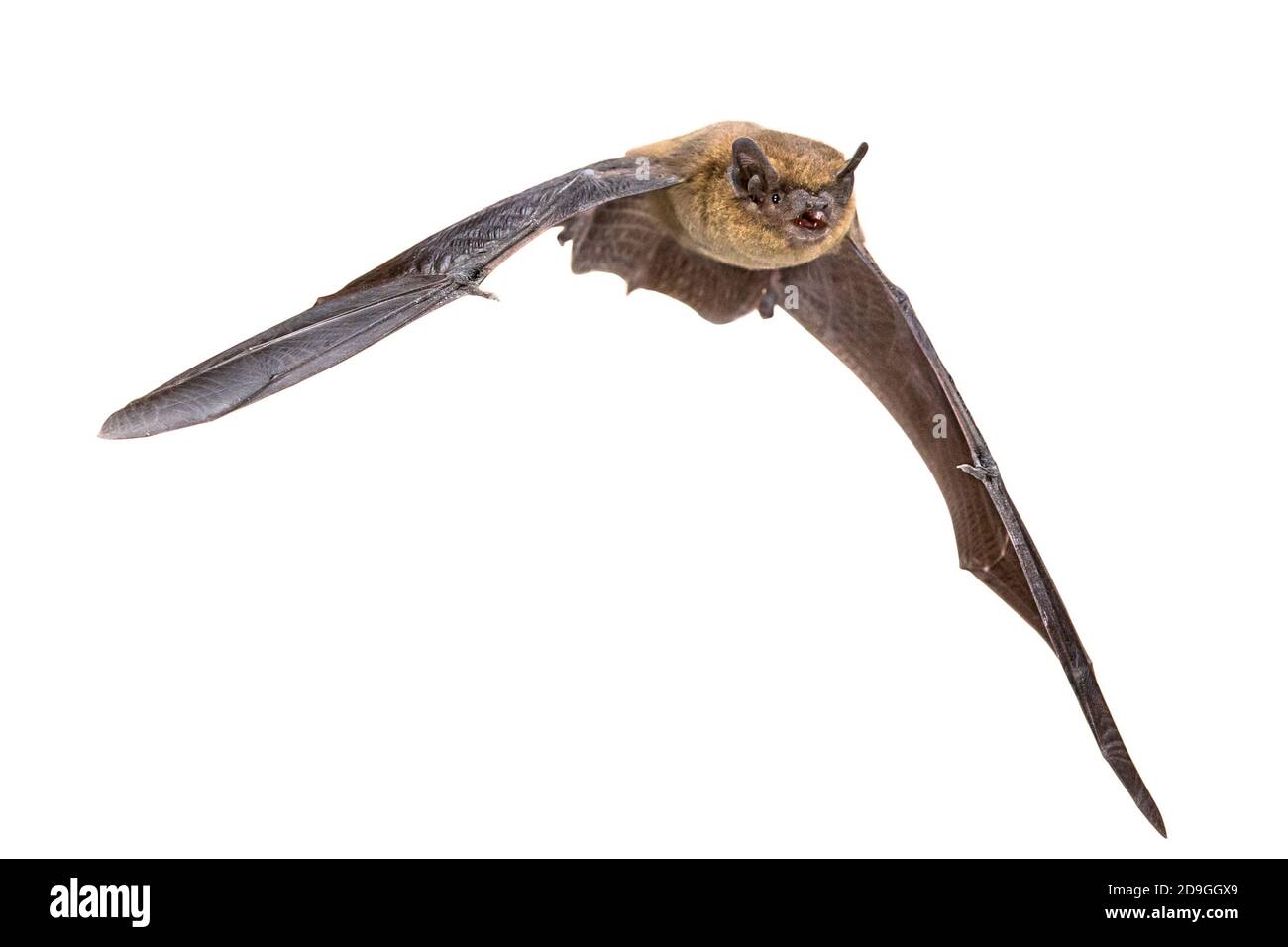 Flying Pipistrelle bat (Pipistrellus pipistrellus) Azione girato di caccia animale isolato su sfondo bianco. Questa specie è sapere per sono ' appollaiati e l Foto Stock