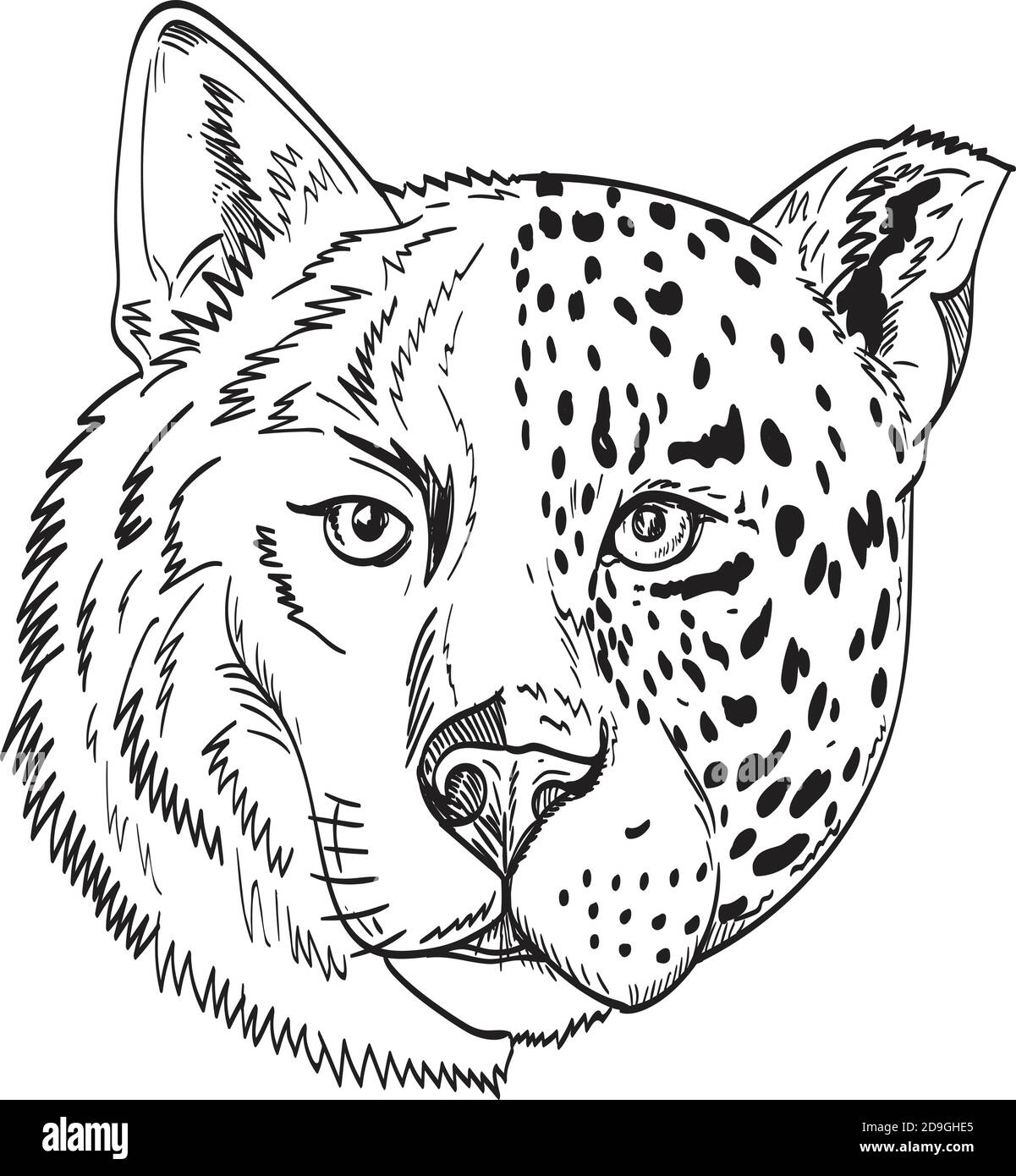 Disegno disegno disegno stile illustrazione testa di un mezzo lupo di legno e mezzo jaguar, pantera o leopardo vista dal davanti su isolato sfondo bianco fatto io Illustrazione Vettoriale
