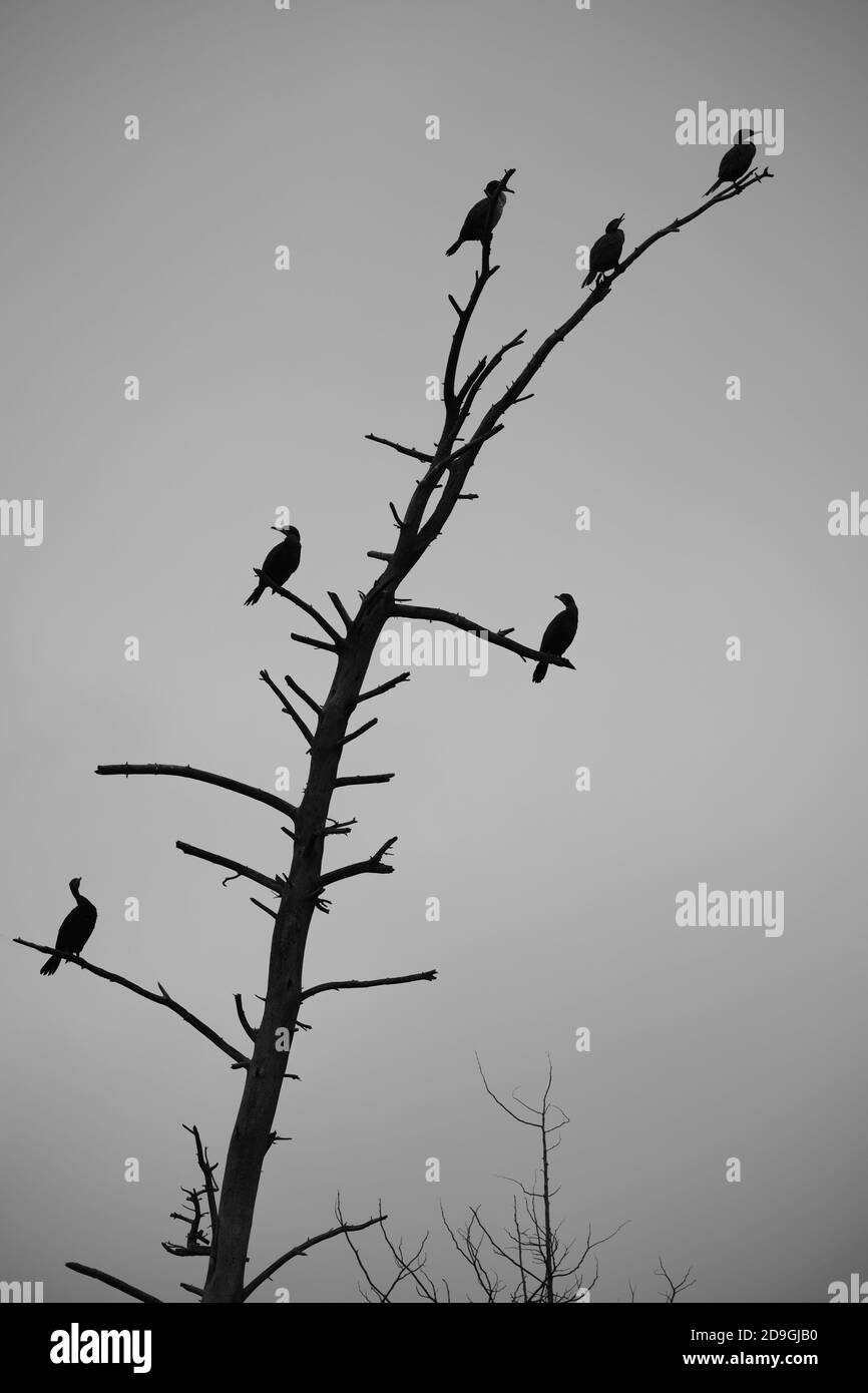 Le silhouette scure di sei cormorani che pervono su un albero morto sono in netto contrasto con il cielo grigio chiaro sullo sfondo. Foto Stock