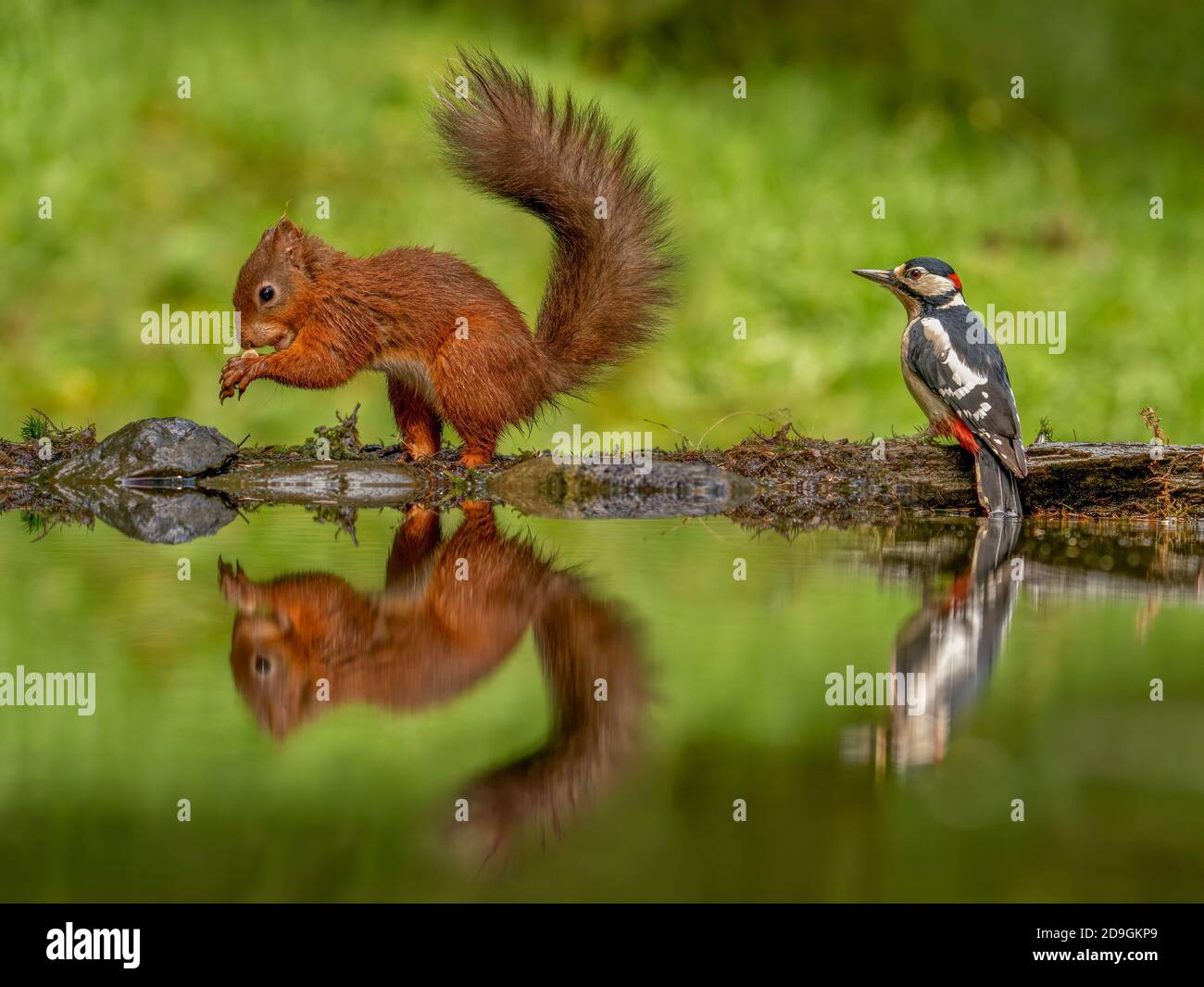 Scoiattolo rosso (Sciurus vulgaris) con un picchio macchiato più grande riflesso in una piscina nelle valli dello Yorkshire. Foto Stock