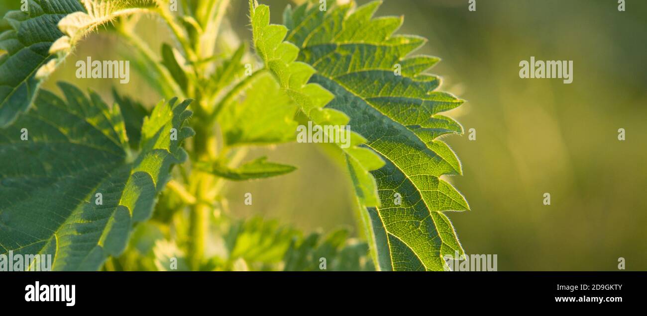 Ortica pianta - verde naturale e caldo sfondo luce giorno con bokeh morbido. BANNER. Verde ortica pianta sfocare bokeh sfondo. Spazio di copia per il testo,. Foto Stock