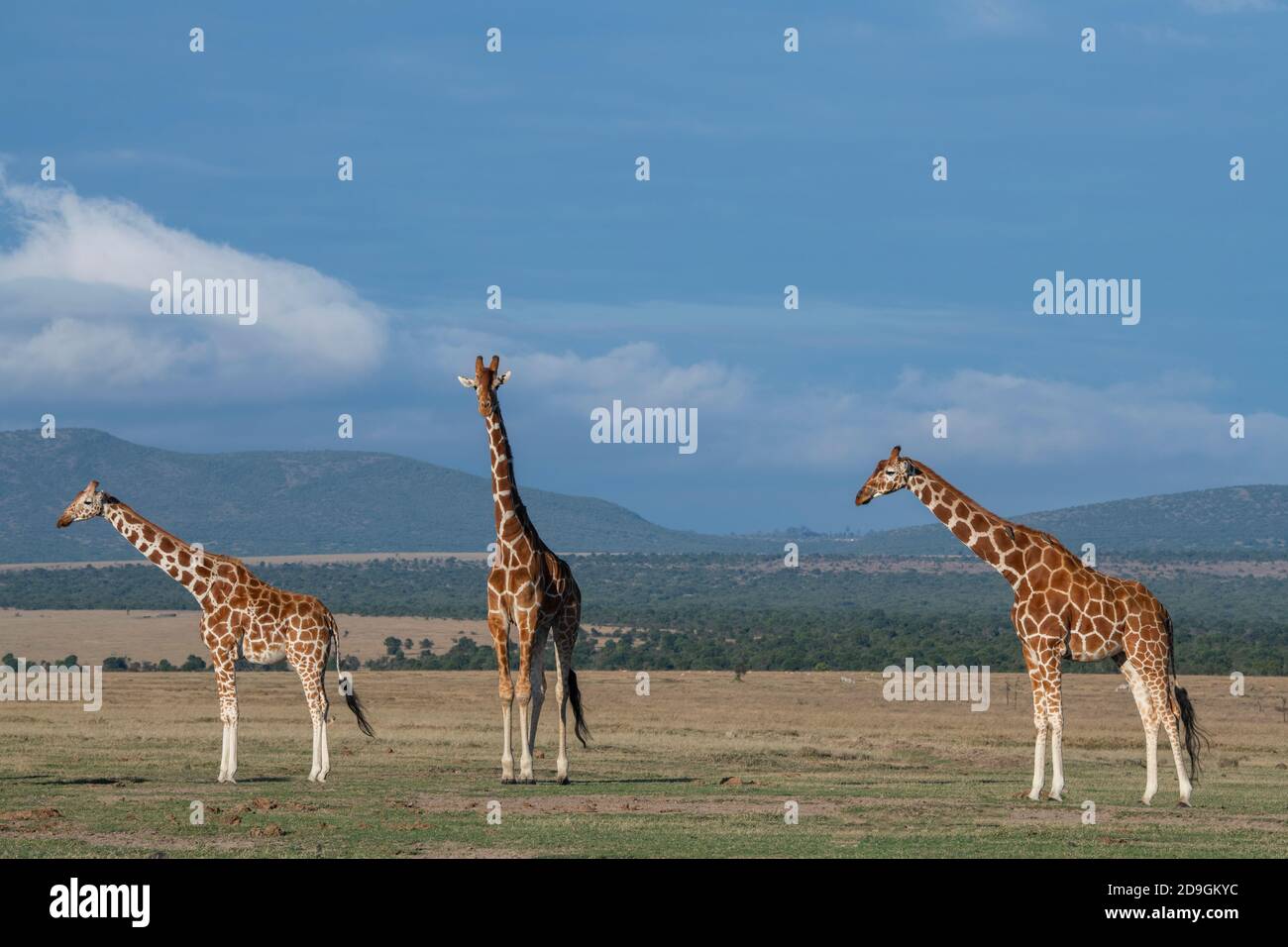 Africa, Kenya, Plateau di Laikipia, Distretto di frontiera settentrionale, Conservatorio di OL Pejeta. Giraffa reticolata (SELVATICA: Giraffa camelopardalis reticulata) Foto Stock