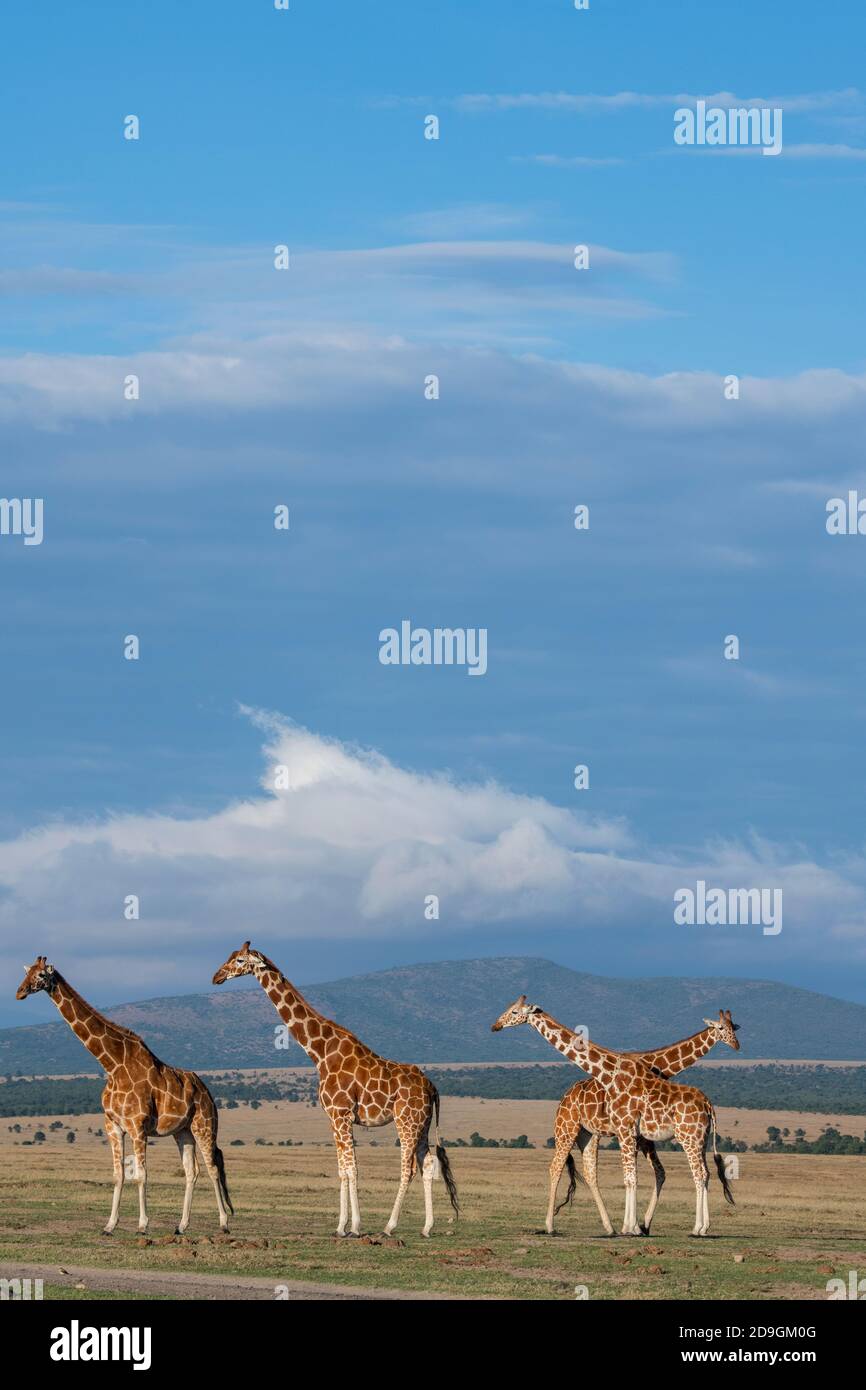 Africa, Kenya, Plateau di Laikipia, Distretto di frontiera settentrionale, Conservatorio di OL Pejeta. Mandria di giraffa reticolata (SELVATICA: Giraffa camelopardalis reticula Foto Stock