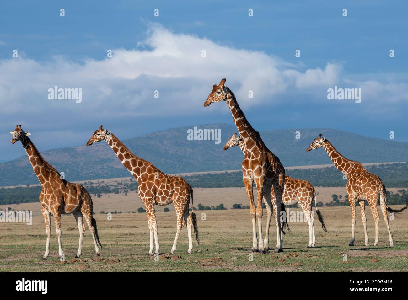 Africa, Kenya, Plateau di Laikipia, Distretto di frontiera settentrionale, Conservatorio di OL Pejeta. Mandria di giraffa reticolata (SELVATICA: Giraffa camelopardalis reticula Foto Stock