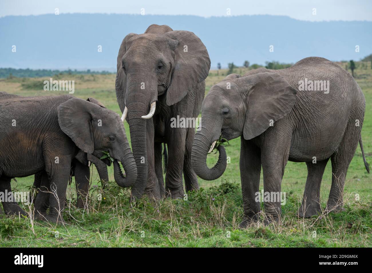 Africa, Tanzania, Serengeti Plains. Elefanti africani (SELVATICI: Loxodonta Africana) Foto Stock