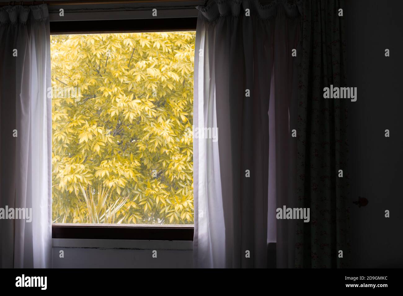 Finestra della camera con la tenda disegnata che si affaccia sul baldacchino di un albero con foglie giallastre Foto Stock
