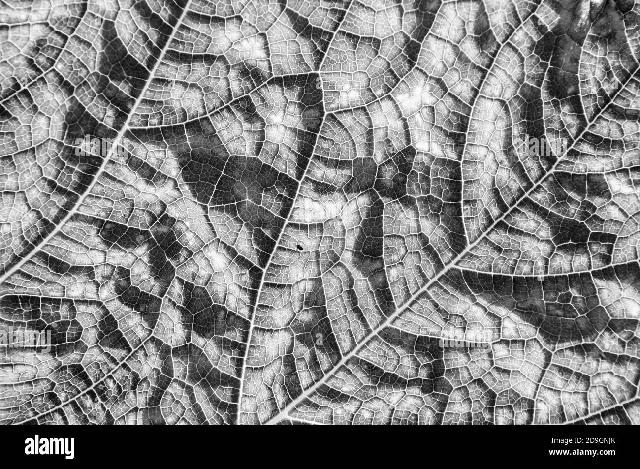 Pianta di zucca Foto e Immagini Stock in Bianco e Nero - Alamy