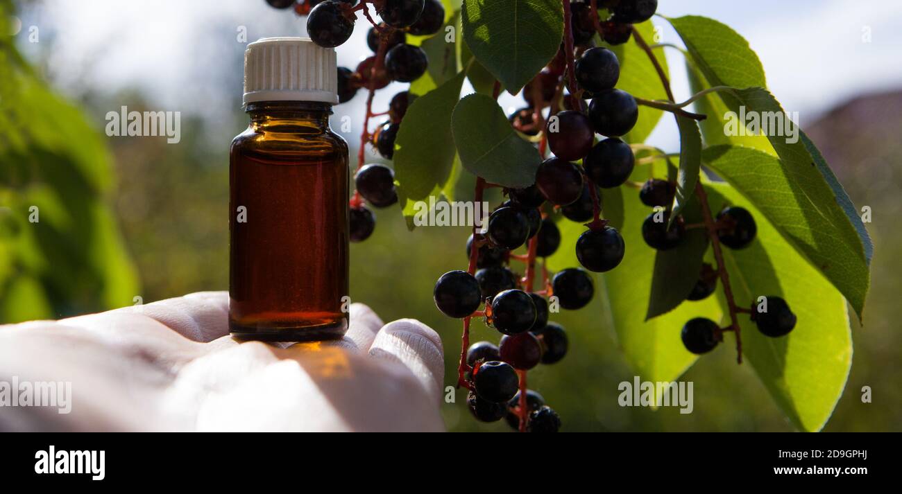 Estratto di ciliegia, piccola bottiglia ambrata - vitamine naturali e medicina di erbe. Una tazza di ciliegia di uccello matura, estratto di salute. Foto Stock
