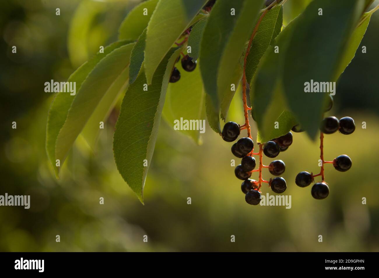 I frutti della ciliegia di uccello, ramoscano. Aiuto naturale e il potere di vitamines.Bird ciliegie ibride bacche mature. Foto Stock