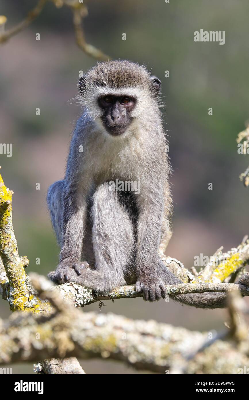 Vervet Scimmia seduta su Branch Looking (Chlorocobus pygerythrus) Foto Stock