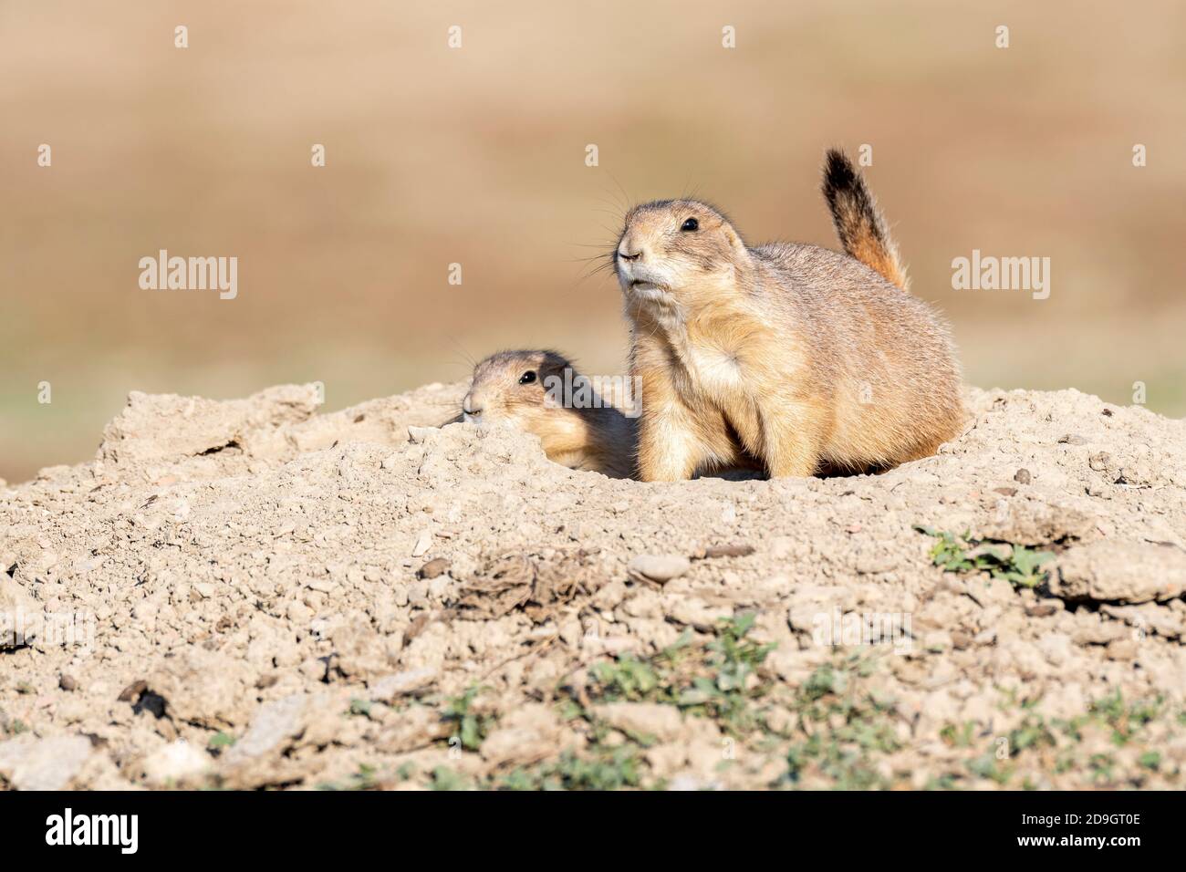 Coppia di cani di prateria dalla coda nera (Cynomys ludovicianus), in den Theodore Roosevelt NP, N. Dakota, USA, di Dominique Braud/Dembinsky Photo Assoc Foto Stock