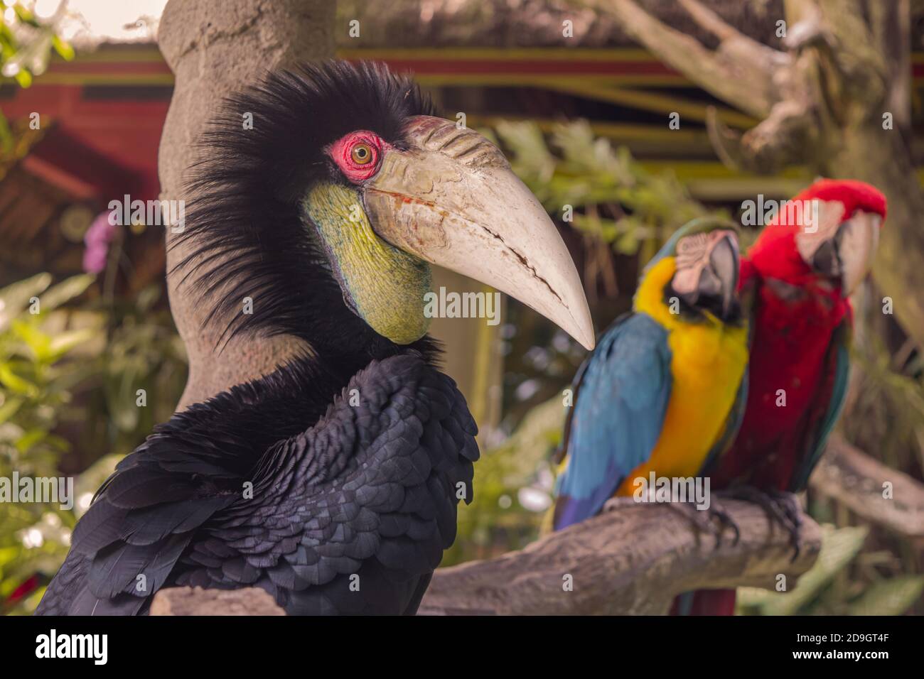 Pappagalli colorati nella giungla, Indonesia, Ubud, Bali 2019 Foto Stock