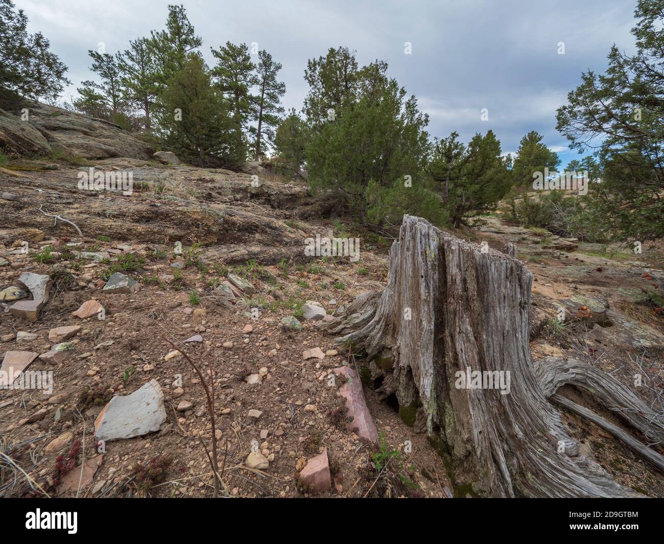 East Canyon Preservation Area, Castlewood state Park, Franktown, Colorado. Foto Stock