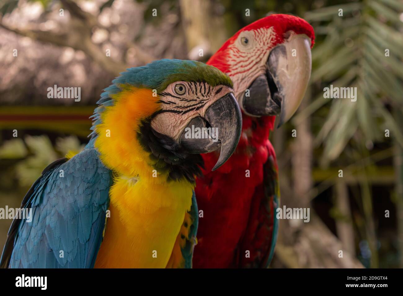 Pappagalli colorati nella giungla, Indonesia, Ubud, Bali 2019 Foto Stock