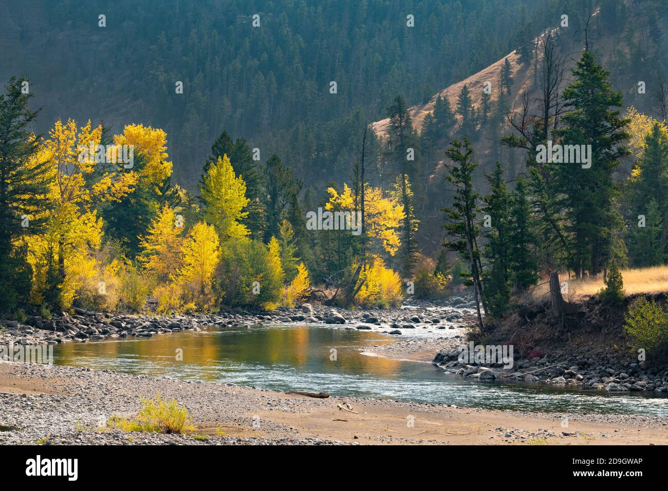 Colore di caduta lungo il fiume Shoshone, vicino Cody, WY, USA, di Dominique Braud/Dembinsky Photo Assoc Foto Stock