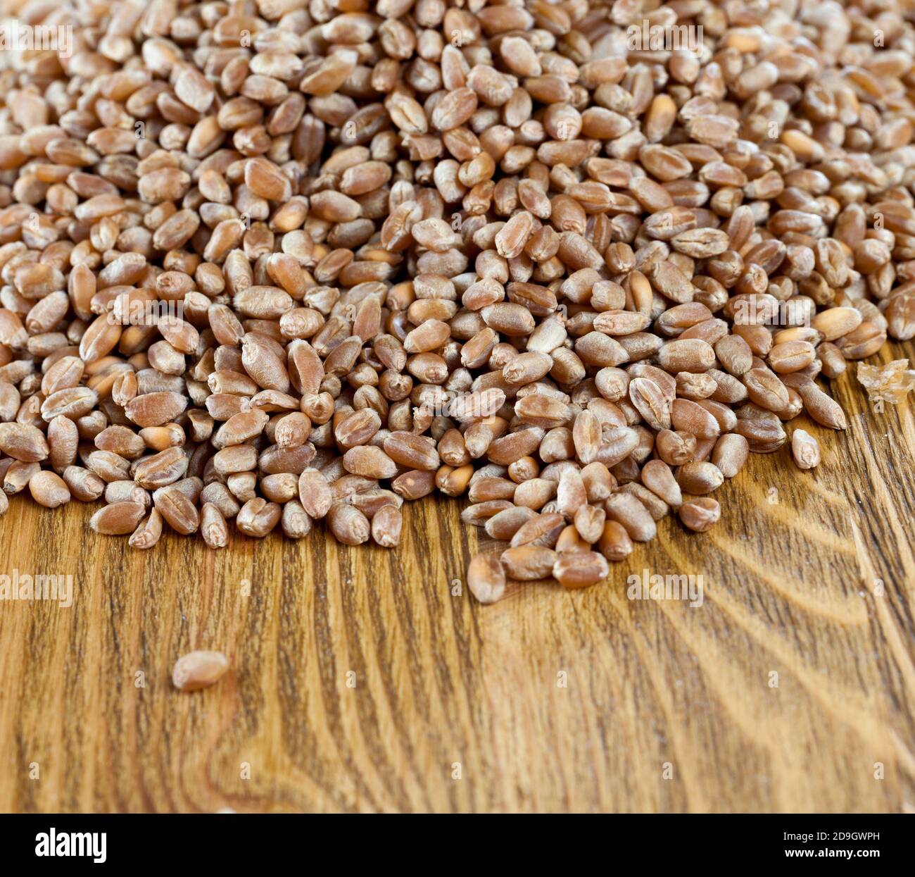 grano o grano di segala da cui pane Foto Stock