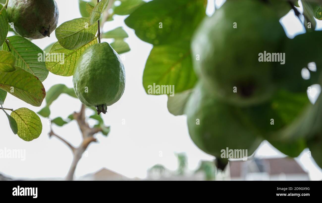 Un albero di guava fruttato Foto Stock