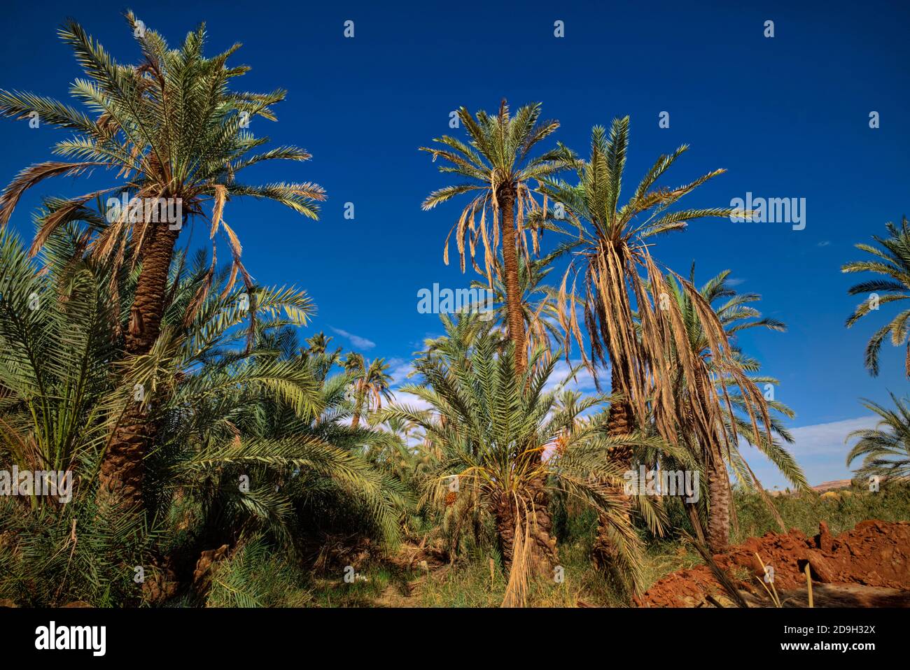 Siwa OASIS è una delle migliori illustrazioni dell’ingenuità degli agricoltori nell’adattare l’agricoltura alle condizioni climatiche più difficili. Situato in una regione molto asciutta Foto Stock