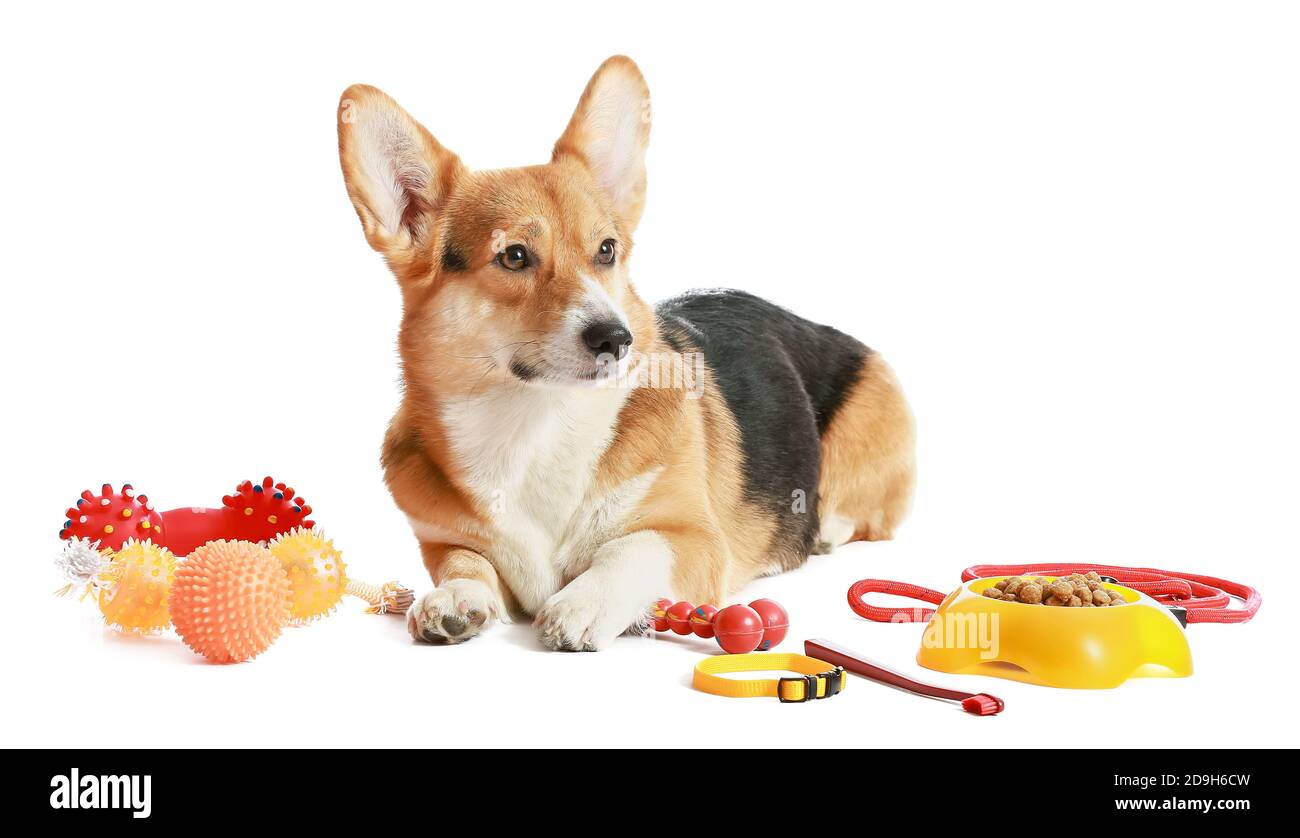 Carino cane con diversi accessori per animali domestici su sfondo bianco Foto Stock