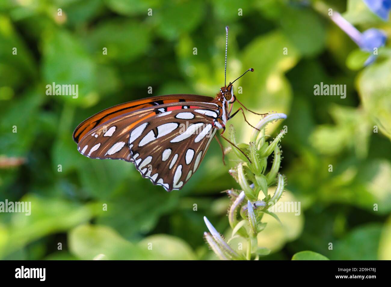 Vista laterale di una farfalla fritellaria a golfo con ali ripiegate verso l'alto. Foto Stock