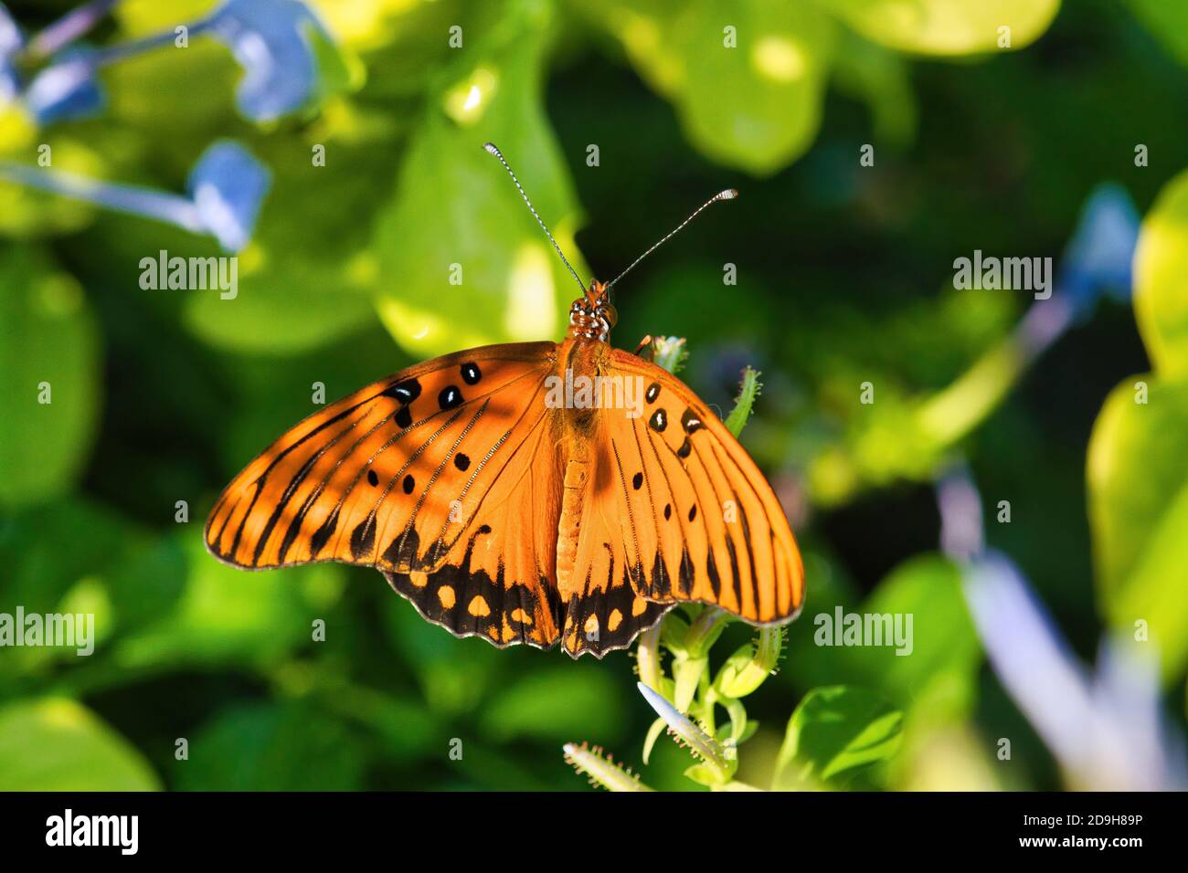 Primo piano dall'alto di un luminoso golfo arancione frittellario farfalla riposante. Foto Stock