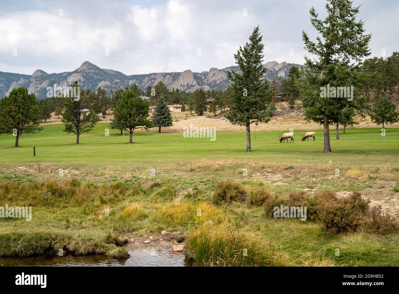 Wild bull Elk si snoda intorno al campo da golf di Estes Park Colorado, durante la corsa Foto Stock
