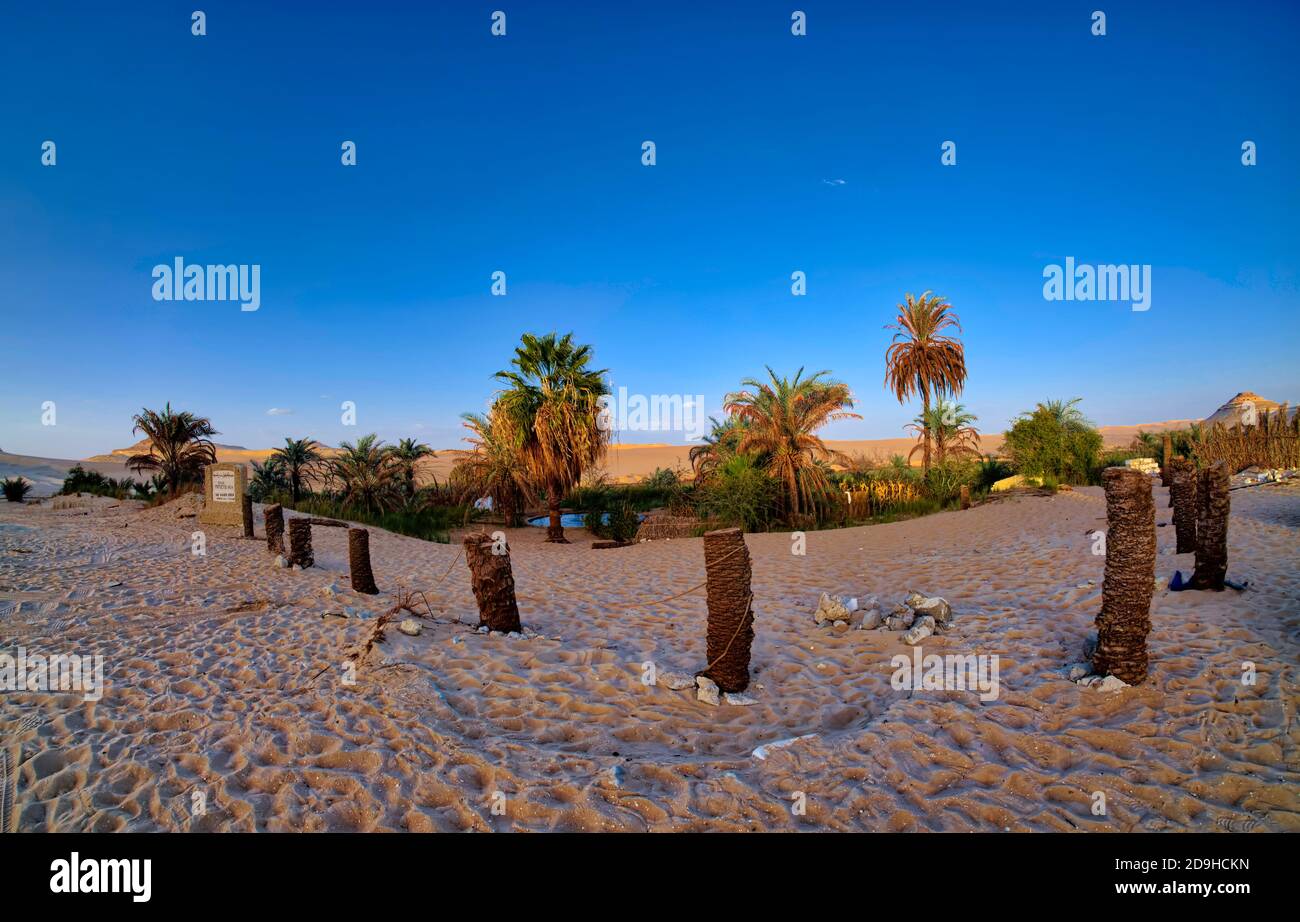 Siwa Oasis è stato designato come protettorato per la sua diversità faunistica e culturale. Siwa ha molti laghi e oltre mille sorgenti ma l'acqua Foto Stock