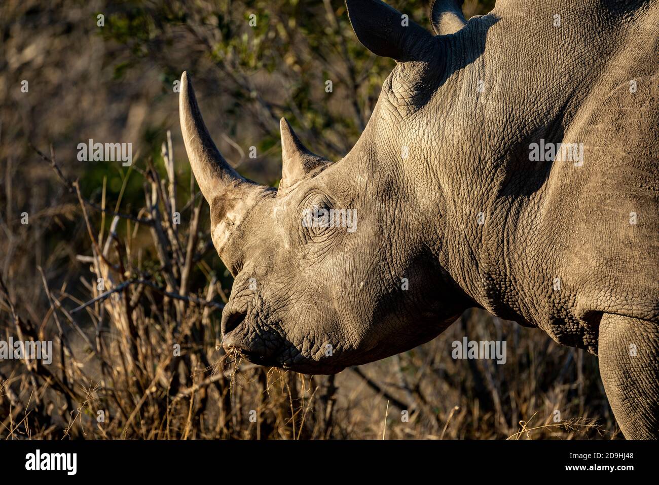 Rinoceronte bianco con corna grandi che mangia erba secca a Kruger Parco in Sud Africa Foto Stock Rinoceronte bianco con corna grandi che mangia erba secca a Kruger Parco in Sud Africa Foto Stock