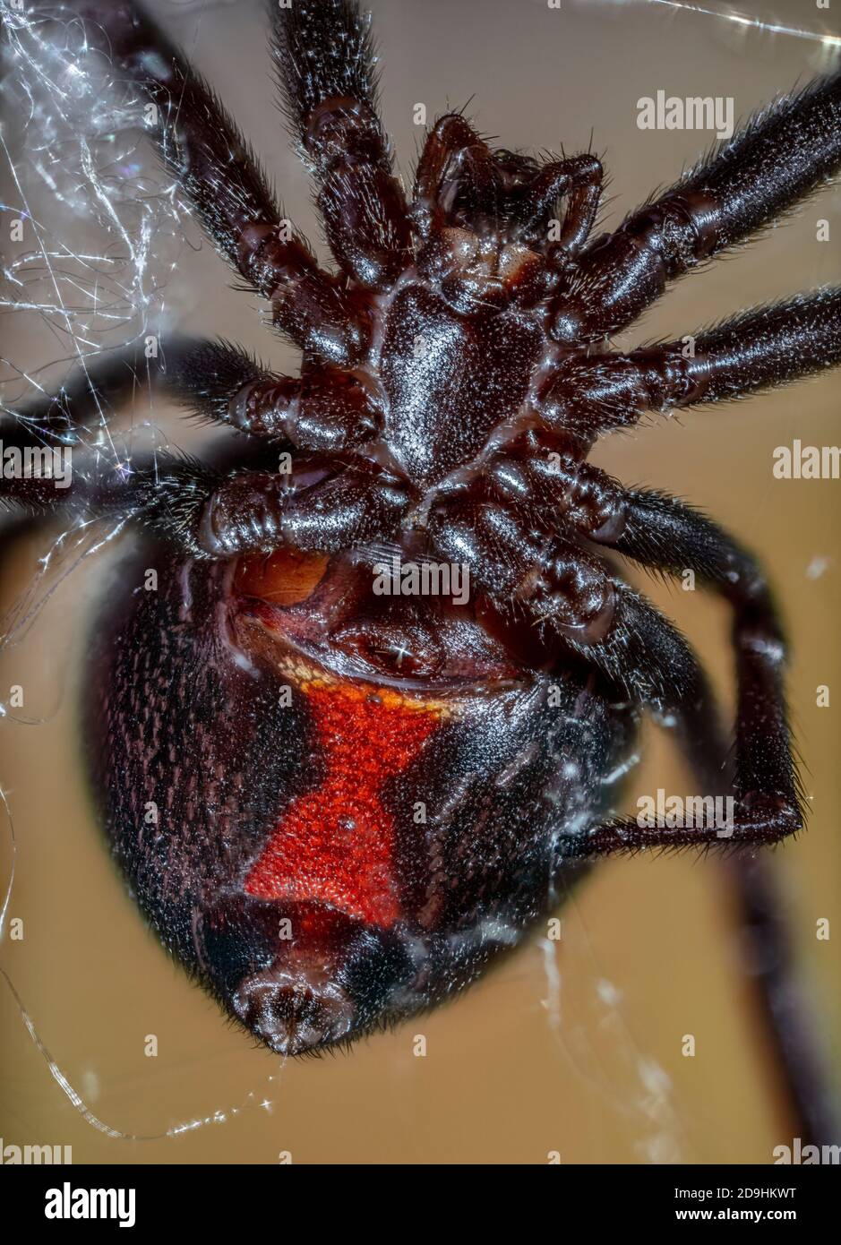 Spider vedova nera, mactani di Latrodectus Foto Stock