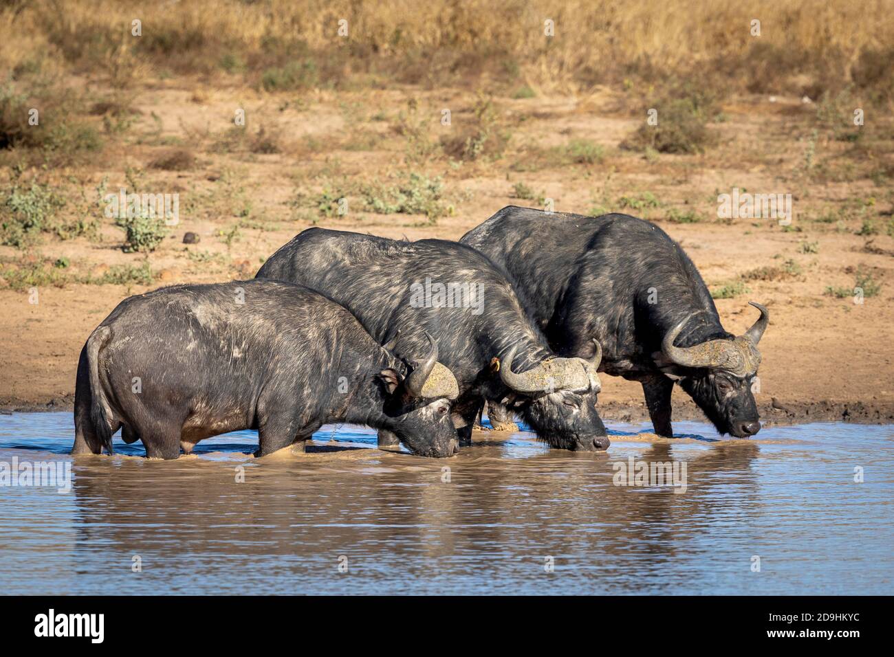 Tre bufali africani in fila in acqua che bevono dentro Sole mattutino nel Parco Kruger in Sud Africa Foto Stock Tre bufali africani in fila in acqua che bevono dentro Sole mattutino nel Parco Kruger in Sud Africa Foto Stock