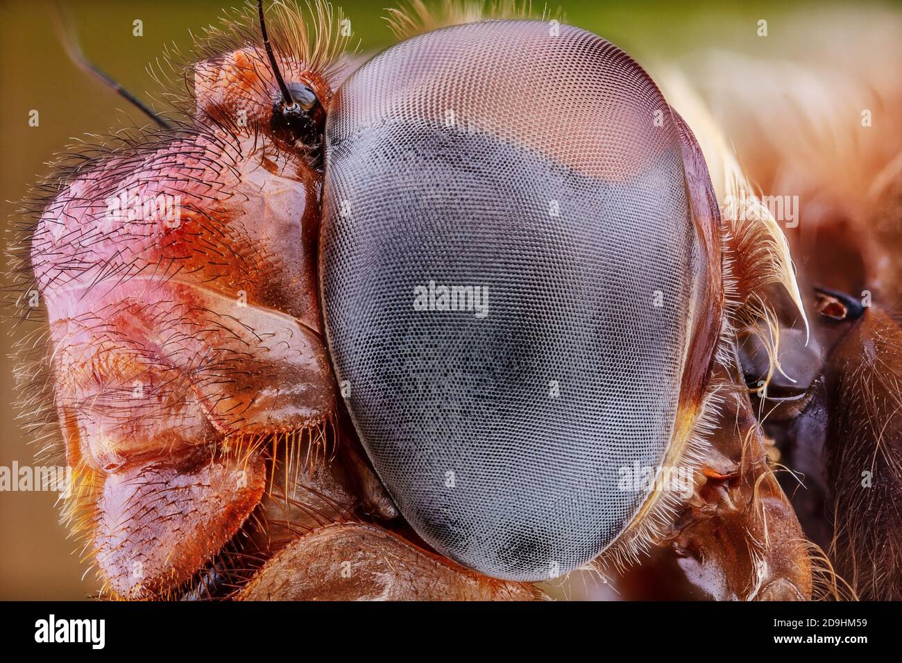 Compound Eye, Cardinal Meadowhawk Dragonfly Close-Up, Sympetrum illotum Foto Stock