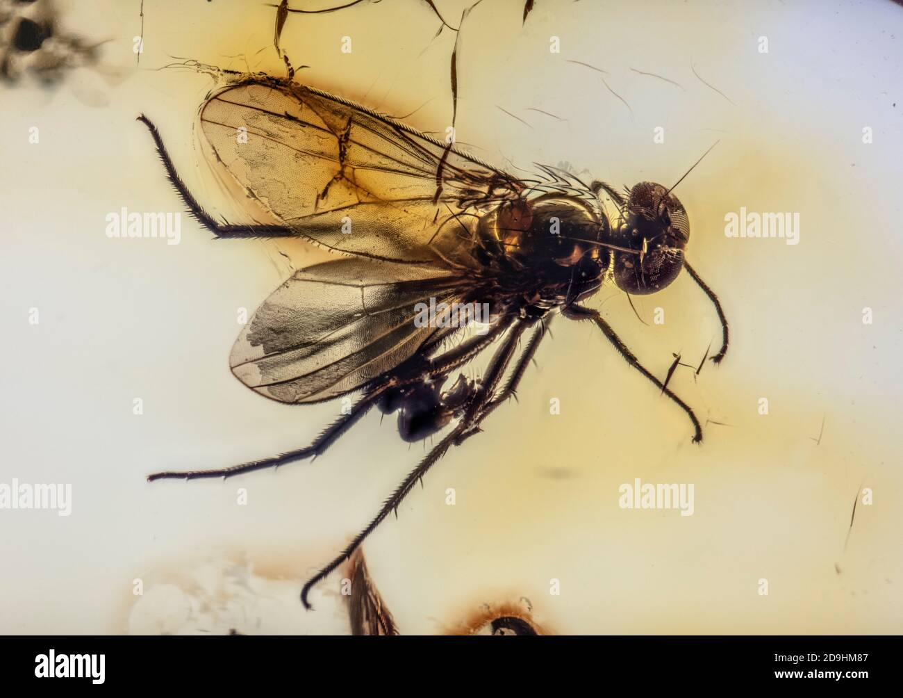Conservato per le età, volo a lunghe zampe, Dolichopodidae, intrappolato in ambra baltica, 40 - 54 milioni di anni Foto Stock