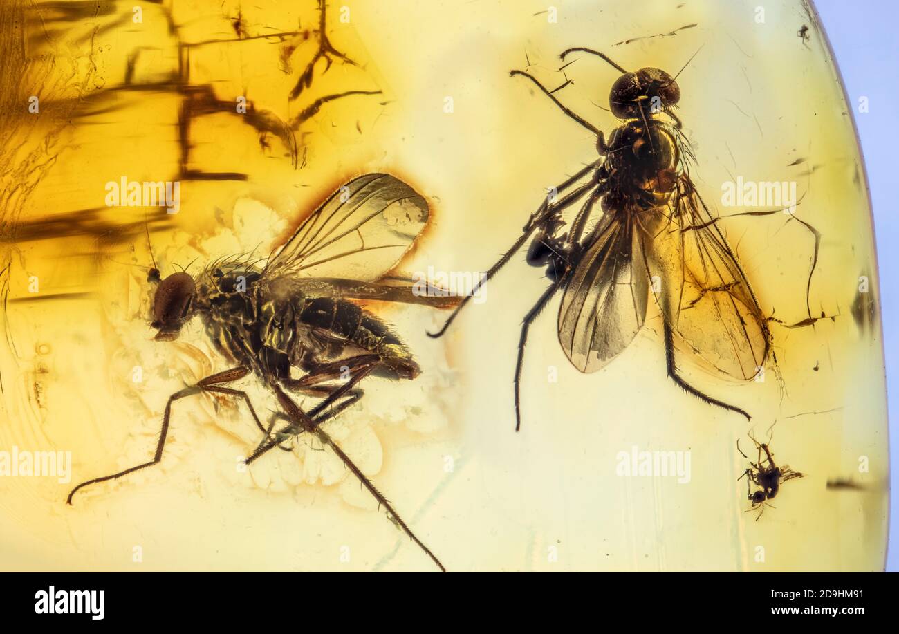 Conservato per le epoche, Flies a lunghe zampe, Dolichopodidae, intrappolato in ambra baltica, 40 a 54 milioni di anni Foto Stock