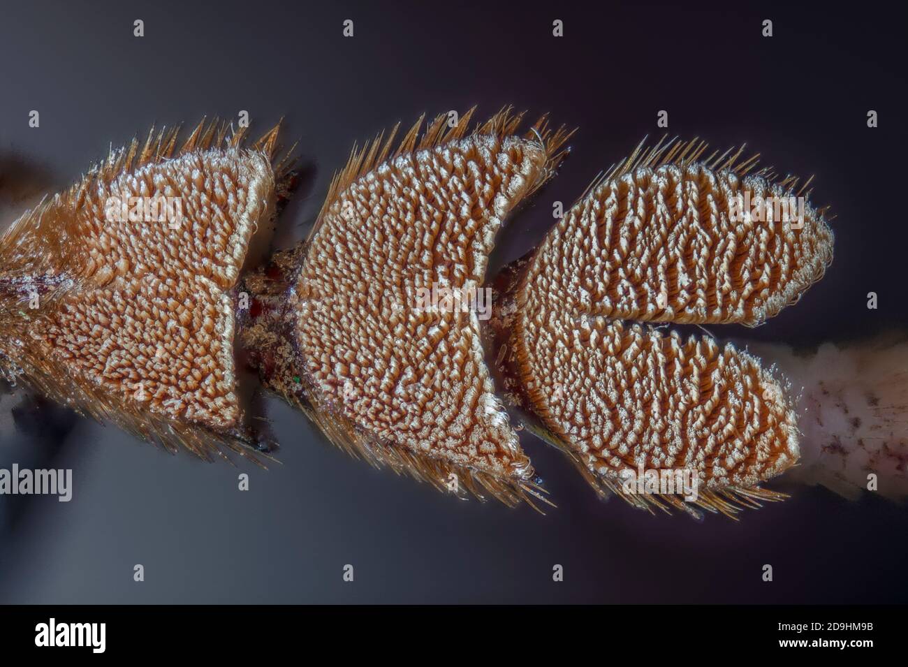 Palo Verde Root Borer piede inferiore, anche Palo Verde Beetle, Derobrachus geminatus & Derobrachus hovorei Foto Stock