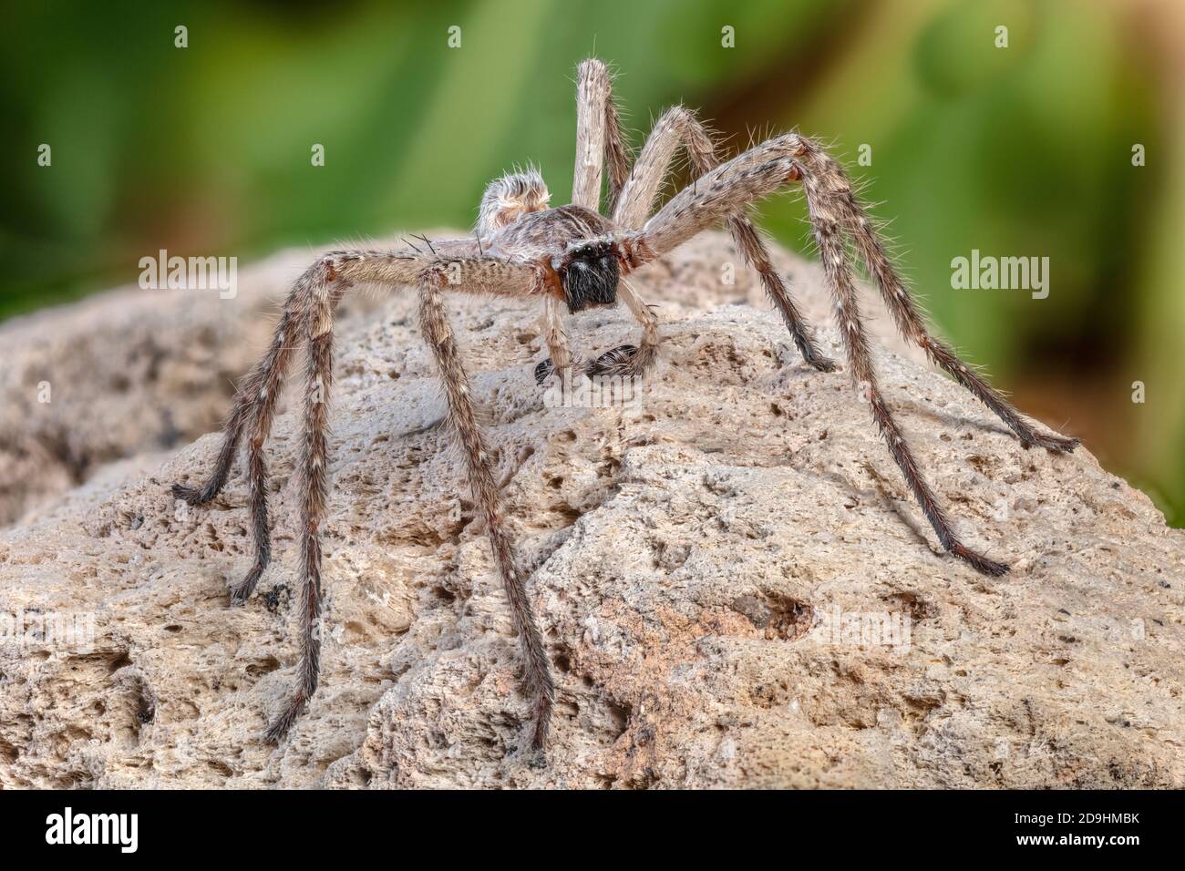 Gigantesco ragno granchio, Olios giganteus Foto Stock