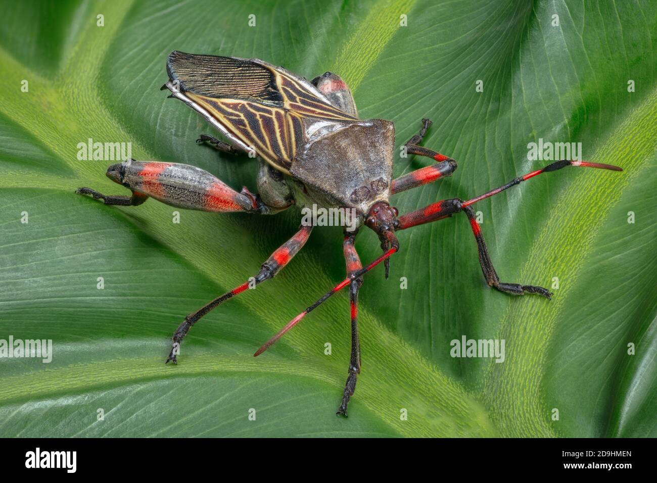 Mesquite Bug gigante, Thasus neocalifornicus Foto Stock
