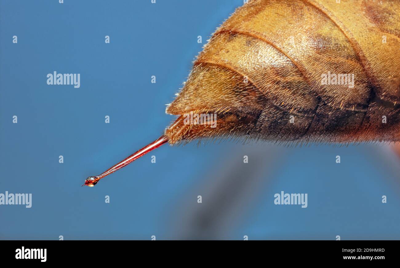 Stinger Wasp di carta con Venom CU, Polistes flavus Foto Stock