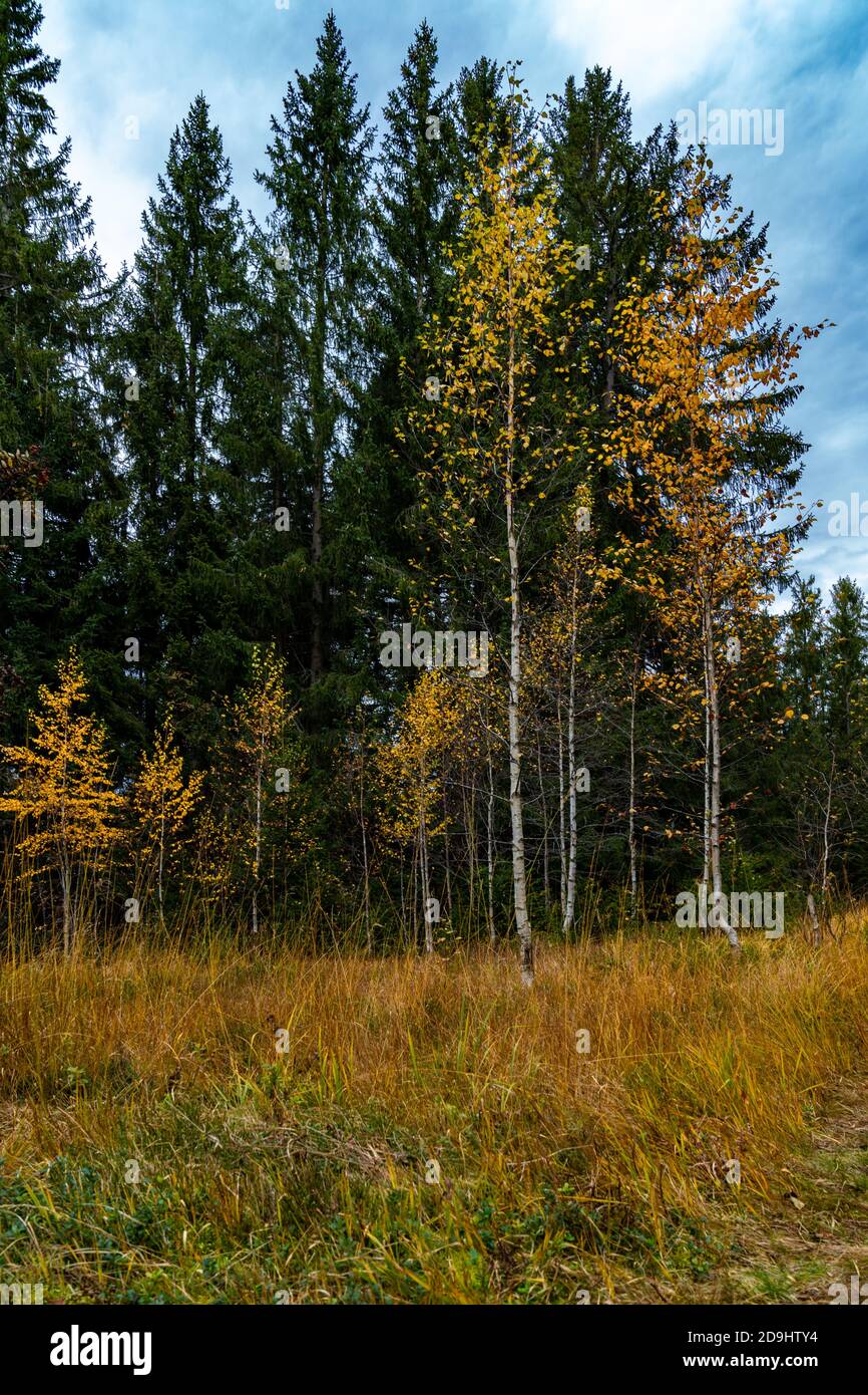 ein leuchtender Laubbaum steht im dunklen Wald. Herbstfarben und dunkle Fichten. Albero autunnale nella foresta scura. Leuchtener Kontrast. Luce Foto Stock