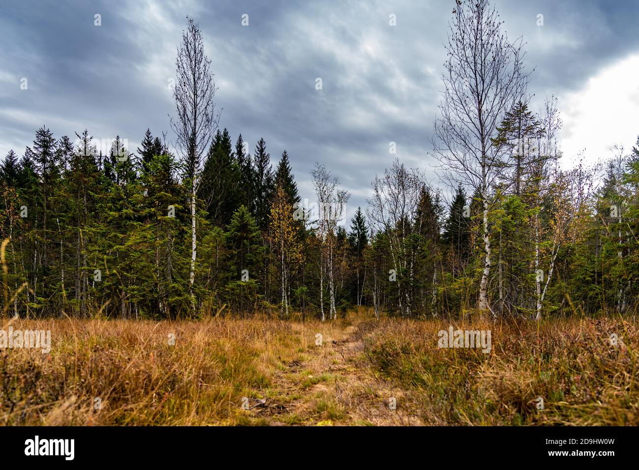 Waldweg im Herbstlich gefärbten Wald. Bregenzerwald, Herbst. Foresta colorata in autunno. Erholsame Wanderung durch den Wald in Vorarlberg. bitte Blätter Foto Stock